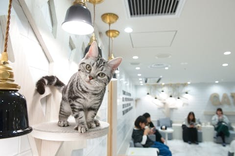 18 割引 猫カフェモカ 秋葉原 入場クーポン ドリンクバー 猫ちゃん用おやつ アソビュー