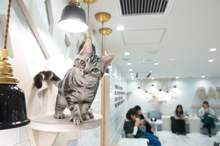 猫カフェモカ 町田ジョルナ店 割引チケット クーポンならアソビュー