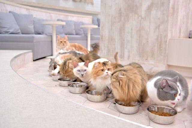 超特割！【平日・21％割引】猫カフェモカ 町田ジョルナ 入場チケット