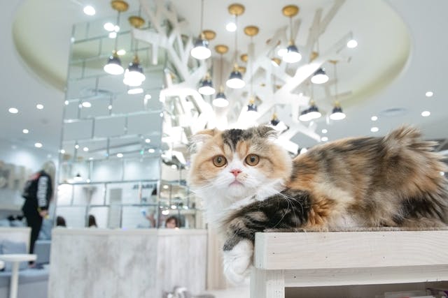 超特割！【平日・20％割引】猫カフェモカ 町田ジョルナ 入場チケット