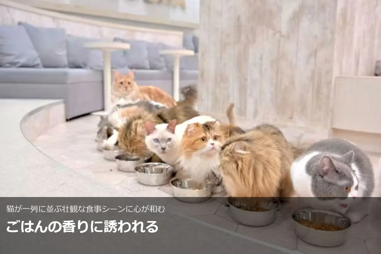 超特割！【20％割引】猫カフェモカ 町田ジョルナ 入場チケット