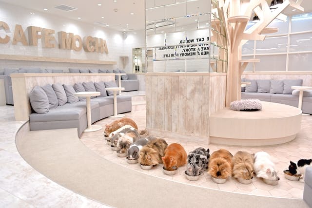 カフェモカ 超特割！【平日・20％割引】猫カフェモカ 町田ジョルナ 入場チケット