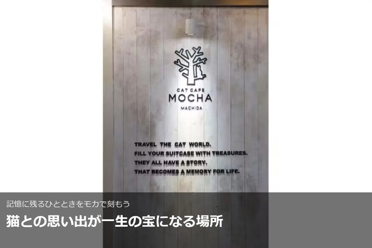 超特割！【平日・20％割引】猫カフェモカ 町田ジョルナ 入場チケット