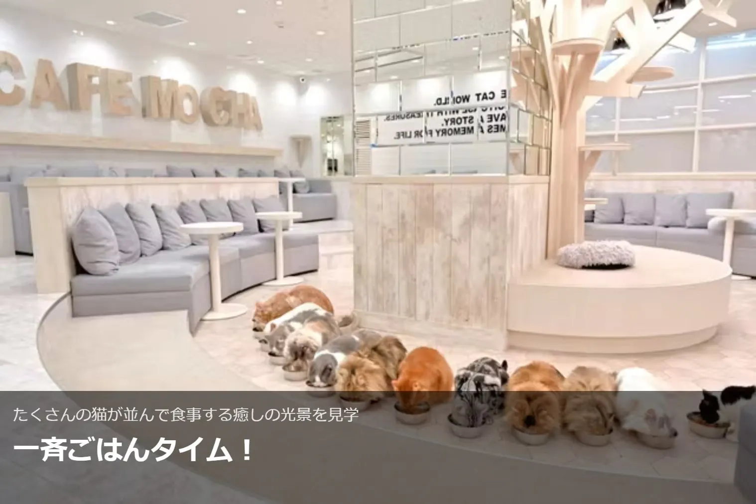 超特割！【平日・20％割引】猫カフェモカ 町田ジョルナ 入場チケット