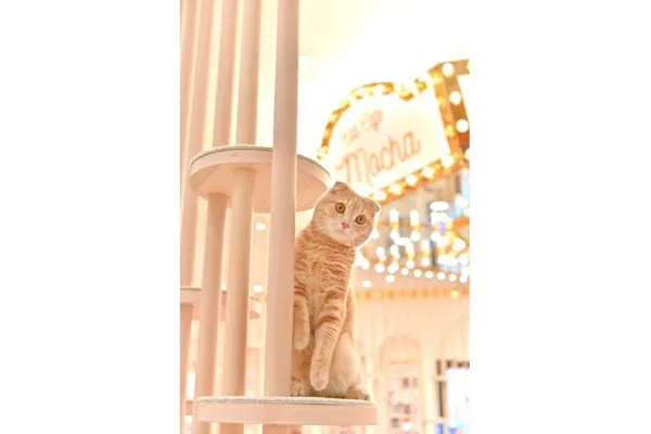 猫カフェモカ イオンモール幕張新都心店の前売りチケット 割引情報 アソビュー