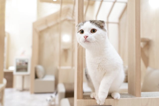 【19％割引】猫カフェモカ　イオンモール筑紫野　入場クーポン（ドリンクバー・猫ちゃん用おやつ）