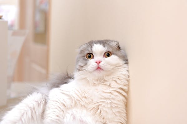 19 割引 猫カフェモカ イオンモール筑紫野 入場クーポン ドリンクバー 猫ちゃん用おやつ アソビュー