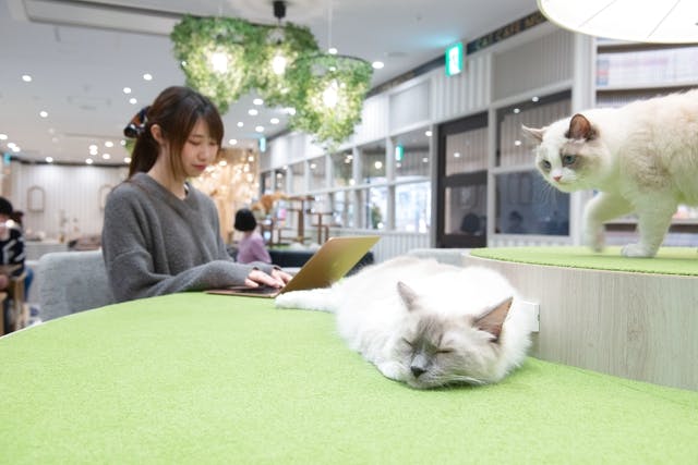 猫カフェモカ アルシェ大宮店 割引チケット クーポンならアソビュー