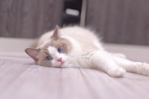 猫カフェモカ アルシェ大宮店 割引チケット クーポンならアソビュー 猫カフェモカ アルシェ大宮店 割引チケット クーポンならアソビュー
