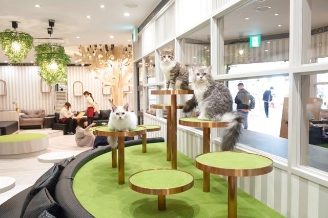 18%割引】猫カフェモカ アルシェ大宮 入場クーポン（ドリンク