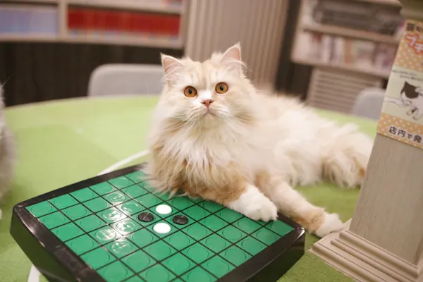 超特割！【平日・21%割引】猫カフェモカ アルシェ大宮 入場チケット