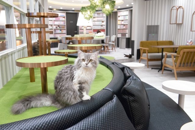 超特割！【平日・21%割引】猫カフェモカ アルシェ大宮 入場券