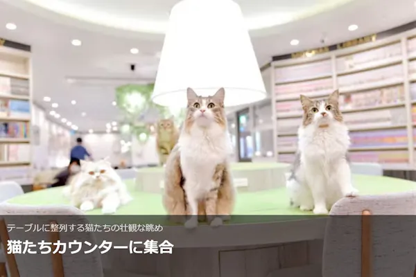 超特割！【平日限定・20%割引】猫カフェモカ アルシェ大宮店 入場