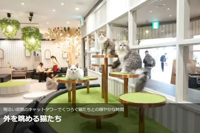 超特割！【平日限定・20%割引】猫カフェモカ アルシェ大宮店 入場