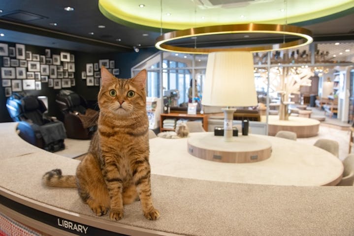 猫カフェモカ　渋谷公園通り店