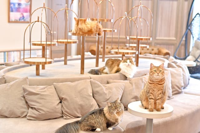 超特割！【21％割引】猫カフェモカ 渋谷公園通り 入場チケット