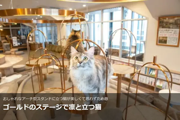 超特割！【20％割引】猫カフェモカ 渋谷公園通り 入場チケット