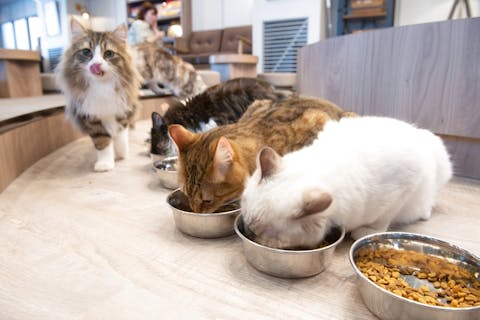 超特割！【20％割引】猫カフェモカ　渋谷公園通り　入場チケット（ドリンクバー・猫ちゃん用おやつ）