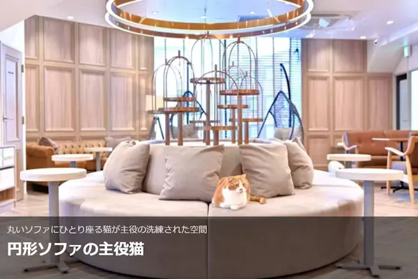超特割！【20％割引】猫カフェモカ 渋谷公園通り 入場チケット