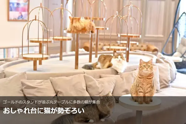 超特割！【20％割引】猫カフェモカ 渋谷公園通り 入場チケット