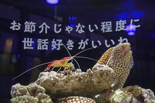 横浜開運水族館 フォーチュンアクアリウム 日時指定チケット｜アソビュー！