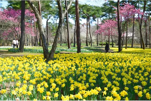 15%割引】国営ひたち海浜公園プレジャーガーデン のりもの1日フリー 15%割引】国営ひたち海浜公園プレジャーガーデン のりもの1日フリー
