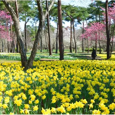 15%割引】国営ひたち海浜公園プレジャーガーデン のりもの1日フリー 15%割引】国営ひたち海浜公園プレジャーガーデン のりもの1日フリー