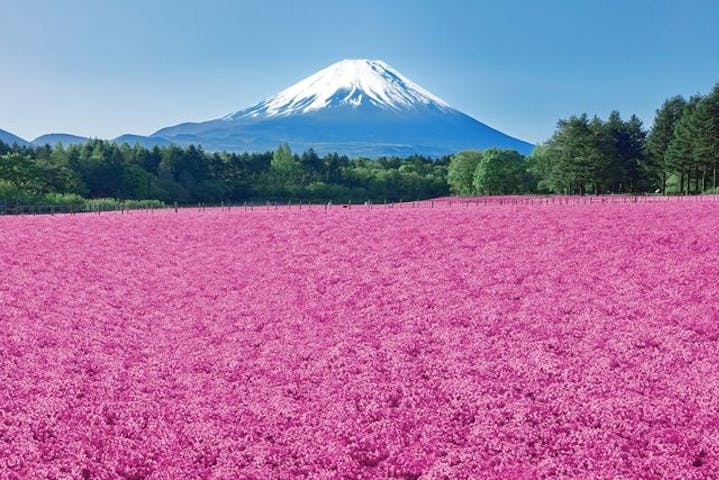 富士芝桜まつり(富士本栖湖リゾート)