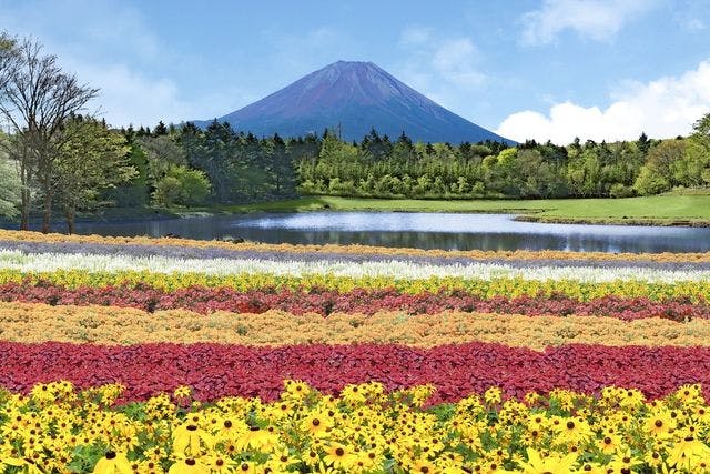 最大400円割引 富士芝桜まつり 虹の花まつり セット券 アソビュー