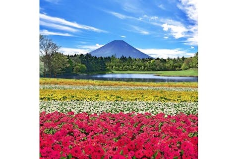 8/30～10/13【大人300円引】10品種の花々が色彩豊かに富士の麓を彩る「虹の花まつり」入園券