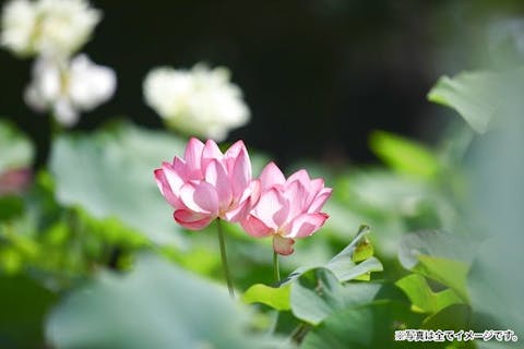 奈良・西ノ京ロータスロード～蓮と歴史を楽しむ旅～