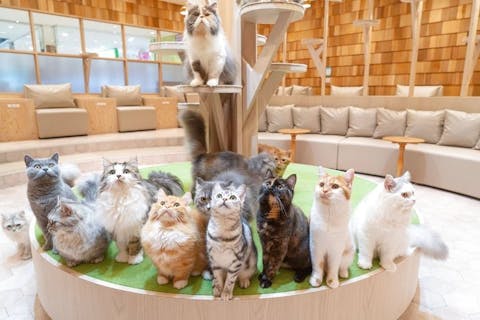猫カフェの遊び体験 アソビュー 休日の便利でお得な遊び予約サイト