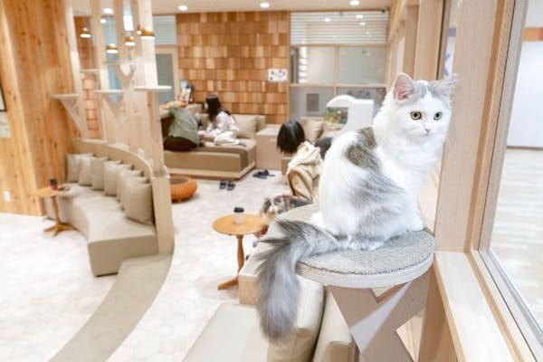 猫カフェMOCHA宮崎橘通店クーポン（入場料＋ドリンクバー＋猫ちゃん用おやつ）【土日祝日用】｜アソビュー！