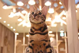 大阪府の猫カフェ おすすめランキングTOP3