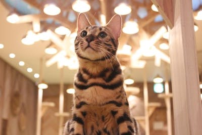 18%割引】猫カフェモカ 大阪心斎橋店｜割引チケット・クーポンなら