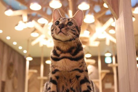 超特割！！【18%割引】猫カフェモカ　大阪心斎橋　入場クーポン（ドリンクバー・猫ちゃん用おやつ）