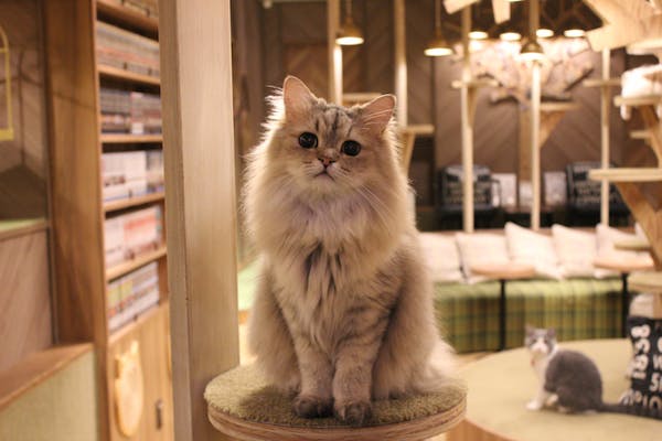 超特割！【最大18%割引】猫カフェモカ 大阪心斎橋 入場チケット