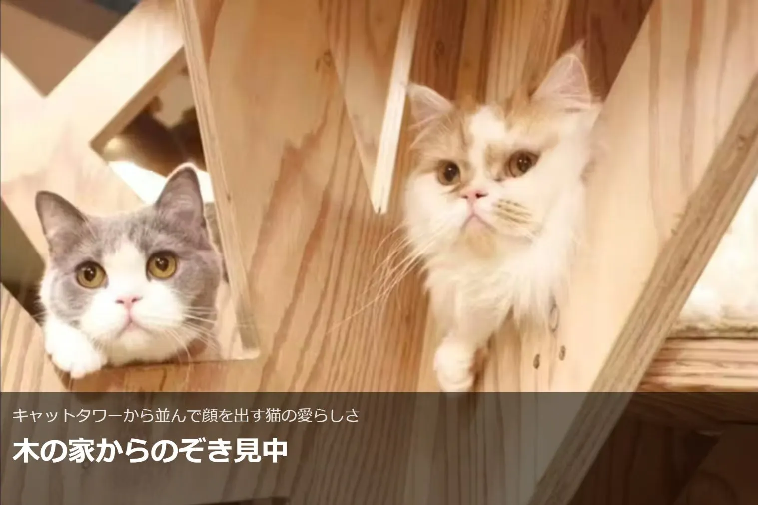 超特割！【最大18%割引】猫カフェモカ 大阪心斎橋 入場チケット