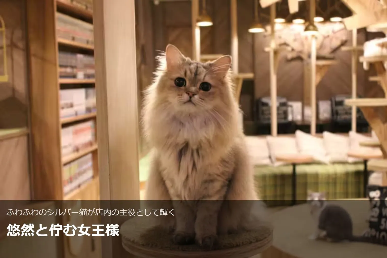 超特割！【最大18%割引】猫カフェモカ 大阪心斎橋 入場チケット