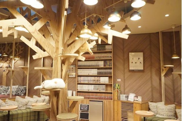 超特割！【最大18%割引】猫カフェモカ 大阪心斎橋 入場チケット