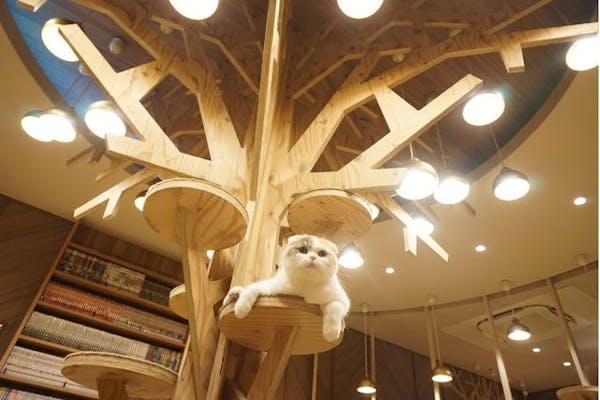 超特割！【最大18%割引】猫カフェモカ 大阪心斎橋 入場チケット