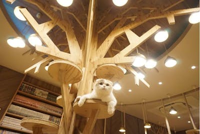 超特割！【最大18%割引】猫カフェモカ 大阪心斎橋 入場クーポン