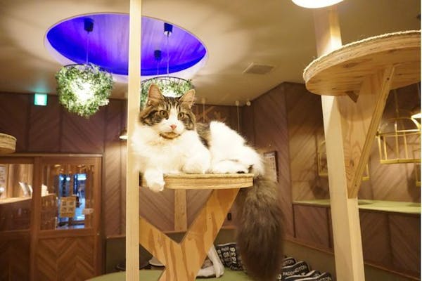 モモンガハウス(猫・カフェ)ボア茶  1800円 超特割！！【18%割引】猫カフェモカ 名古屋栄 入場クーポン