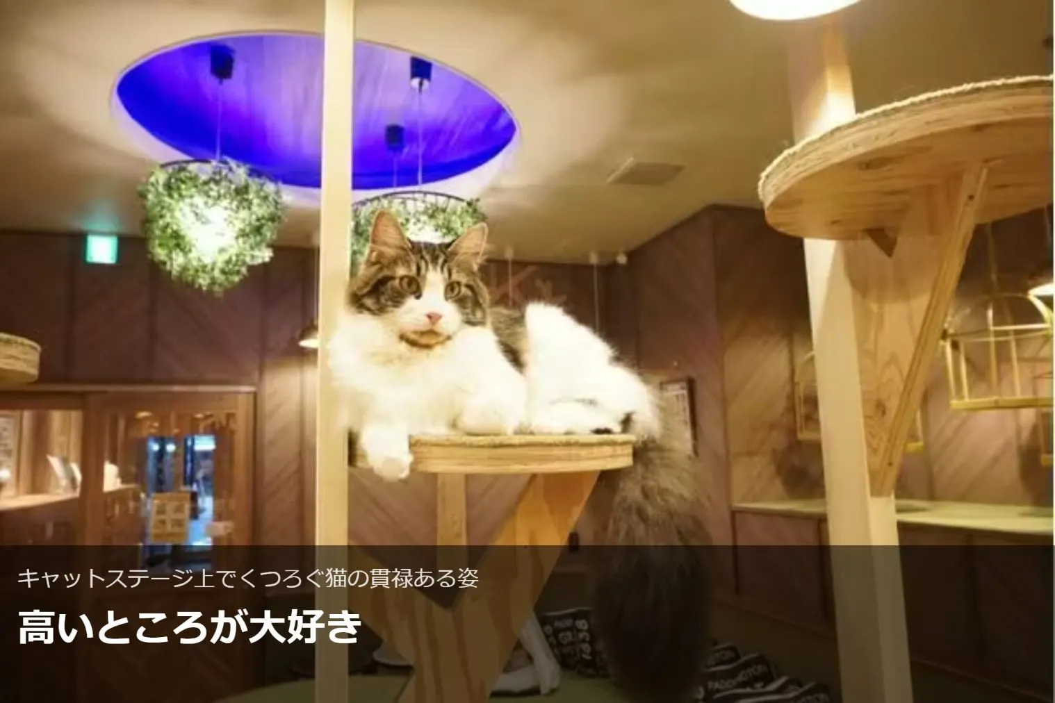 超特割！【最大18%割引】猫カフェモカ 大阪心斎橋 入場チケット