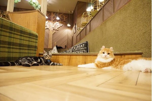 超特割！【最大18%割引】猫カフェモカ 大阪心斎橋 入場クーポン