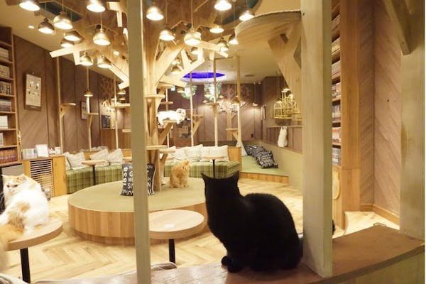 超特割！【最大18%割引】猫カフェモカ 大阪心斎橋 入場クーポン