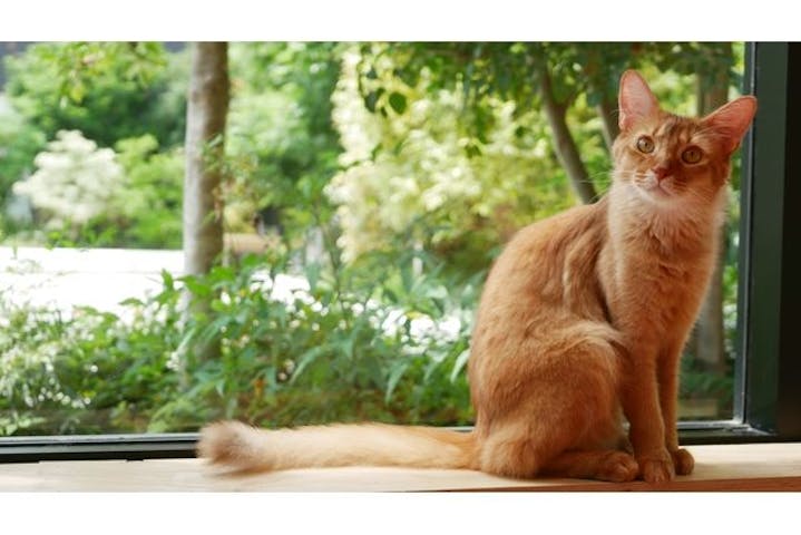 猫カフェモカ イオンモール岡山店