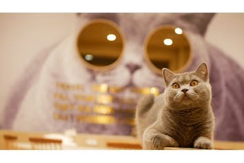 超特割！！【18%割引】猫カフェモカ イオンモール岡山入場クーポン