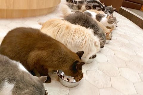 大阪 高槻 猫カフェ 高槻市駅より徒歩1分 お子様から大人気 写真撮影ok ドリンク飲み放題 保護猫カフェで遊ぼう 60分 アソビュー