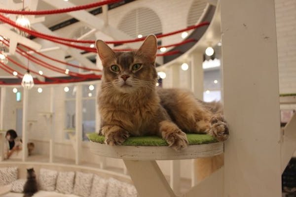 猫カフェモカ イオンモール神戸北店｜割引チケット・クーポンなら